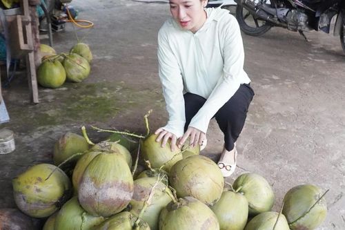 Trà Vinh: trồng dừa sáp mỗi năm lãi trên 300 triệu đồng