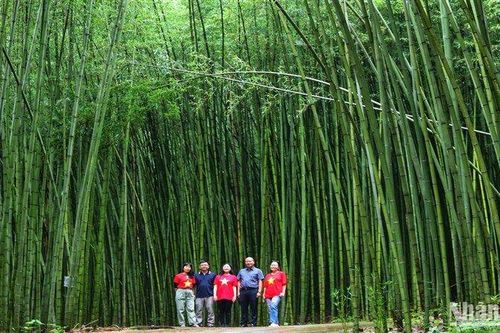 'Lạc' trong rừng trúc ở Nguyên Bình