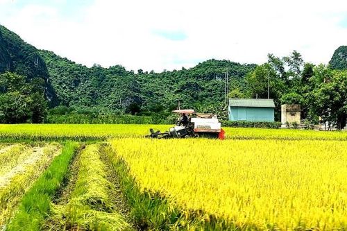 Quảng Bình: Lúa vụ hè thu được mùa, giá bán cao