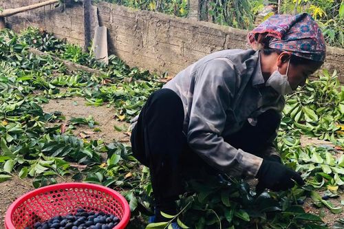 Thương lái 'khóc ròng' vì mất mùa trám