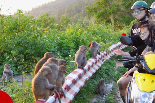 Mạnh tay xử lý tình trạng cho khỉ ăn ở bán đảo Sơn Trà