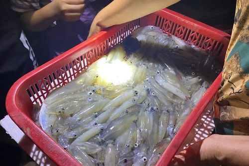 Xuyên đêm săn mực nháy cập bờ biển Kỳ Ninh