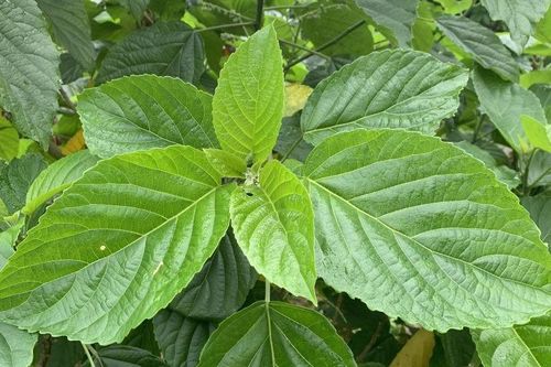 Người phụ nữ bị tan máu do tin lời đồn dùng lá mại lộc chữa bệnh
