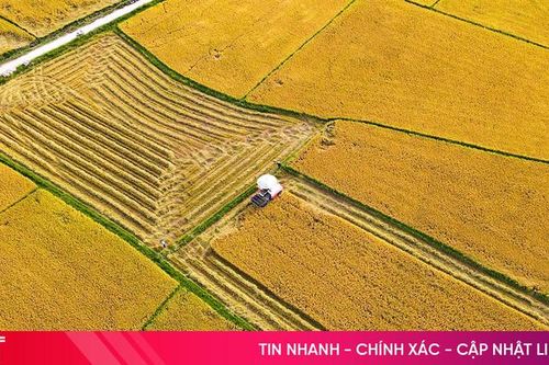 Đi giữa biển vàng...