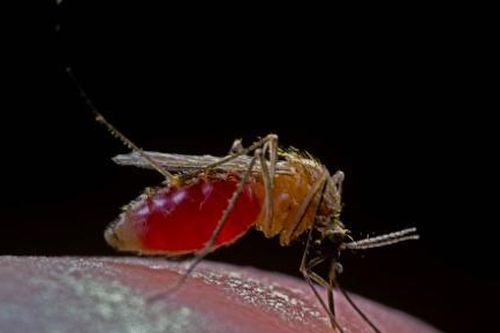 Số ca nhiễm virus Oropouche tăng đáng kể tại Cuba