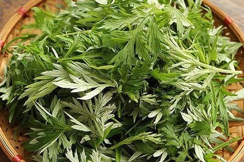 Rau ngải cứu có một tác dụng phụ đáng sợ, biết mà tránh kẻo 'hại đủ đường'