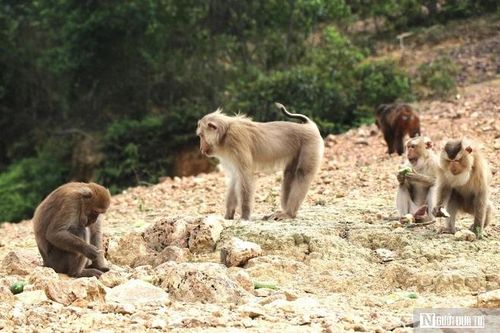 Ngắm 'đảo khỉ' giữa lòng hồ của khu vườn đa dạng sinh học nhất Việt Nam
