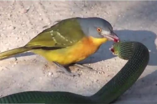 Clip: Chim 'sát thủ' hạ gục rắn độc nhất châu Phi trong chớp mắt