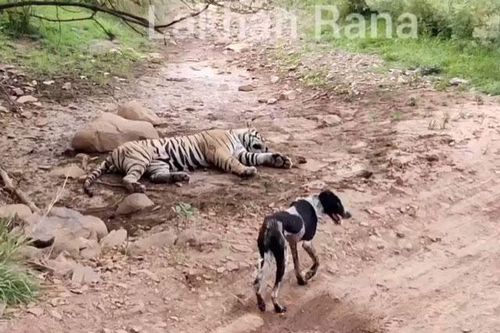CLIP: Ngang nhiên chống đối hổ dữ, chú chó bị mất mạng ngay lập tức