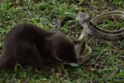 Clip: Cuộc đối đầu kịch tính giữa rắn hổ ngựa và rái cá, kết cục không ngờ