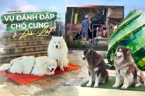 Vẻ đáng yêu của chú chó chụp ảnh ở Đà Lạt chỉ là vỏ bọc giả dối
