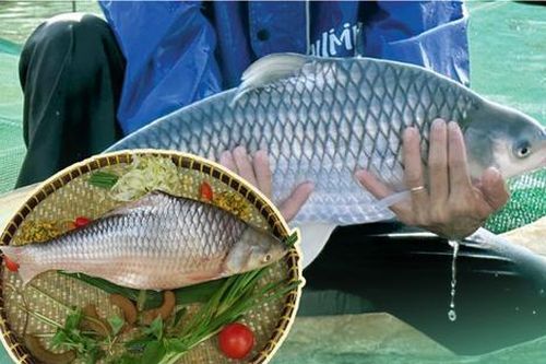 Loại cá xưa đầy ít người biết, giờ thành đặc sản khan hiếm được săn lùng, 450.000 đồng/kg