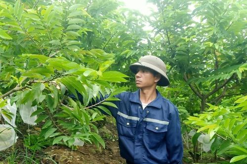 Nông dân Phong Niên (Bảo Thắng) tích cực chăm sóc na trái vụ