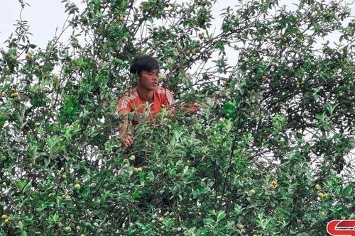 Mùa thu hoạch sơn tra ở Làng Chếu