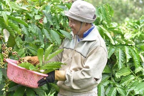 Loạt quy định xuất khẩu của EU mở cơ hội thu hút hộ cá thể vào HTX
