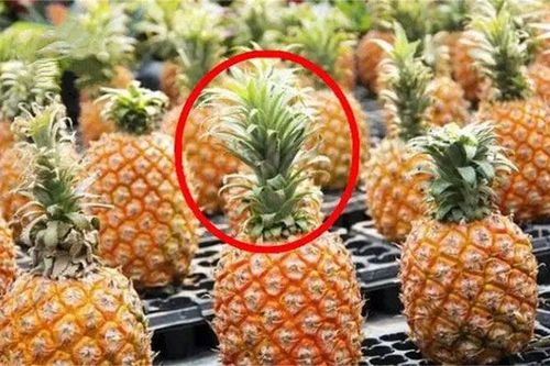 Cách chọn dứa ngọt lịm, mọng nước chỉ cần nhìn vào 4 điểm này