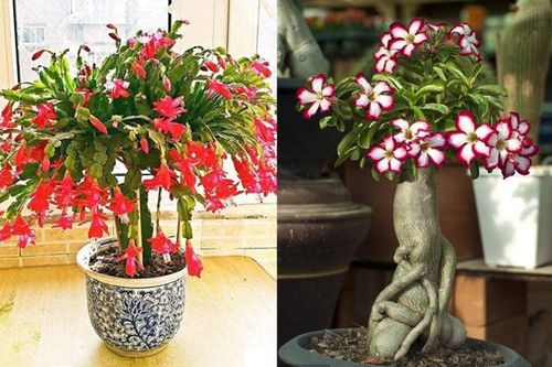 4 loại cây càng lười chăm sóc càng ra hoa kín cành