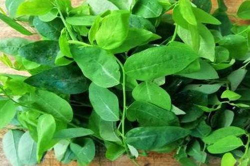 Rau ngót tốt và không tốt cho những ai?