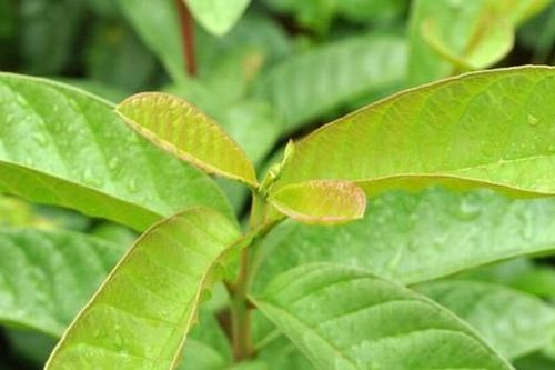 Một số công thức nước lá ổi trị bệnh