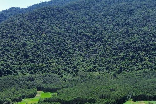 Quảng Ngãi: gần 3.000 ha rừng tự nhiên 'biến mất'