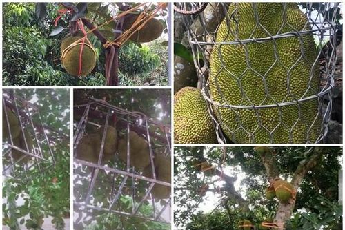 1001 cách chống trộm mít khiến kẻ gian 'khóc thét'