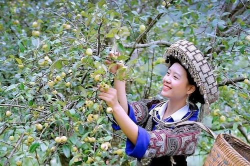 Sơn tra, biểu tượng sức sống mãnh liệt của người vùng cao Yên Bái