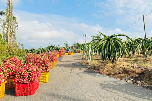 Doanh nghiệp xuất khẩu nông sản cần sớm thích ứng những quy định mới từ EU