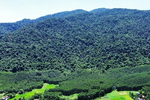 Gần 3000 ha rừng tự nhiên ở Quảng Ngãi 'biến mất' do đâu?