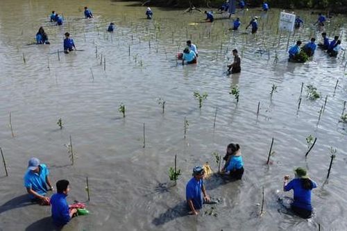 Thanh niên Cà Mau trồng 120.000 cây xanh chắn sóng