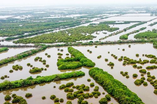 Giữ nguyên diện tích khu bảo tồn thiên nhiên đất ngập nước Tiền Hải