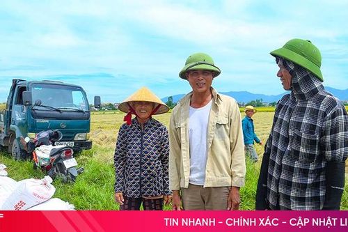 Giá lúa đạt đỉnh nhiều năm, nông dân Hà Tĩnh vui như hội
