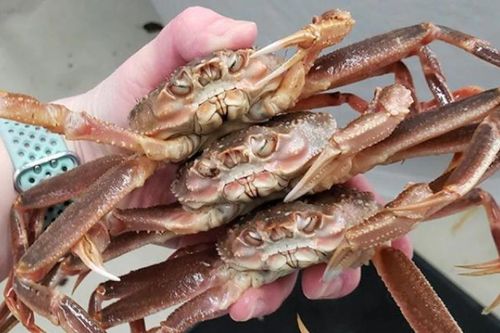 Vì sao hàng tỷ con cua tuyết biến mất khỏi vùng biển Bering?