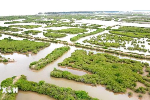 Thái Bình: Công bố ranh giới Khu bảo tồn thiên nhiên đất ngập nước Tiền Hải