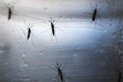 Moldova ghi nhận ca nhiễm virus Tây sông Nile đầu tiên kể từ năm 2019