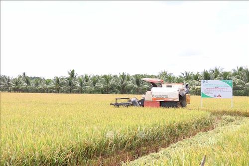 Giá lúa tại Trà Vinh tăng thêm 500 - 900 đồng/kg