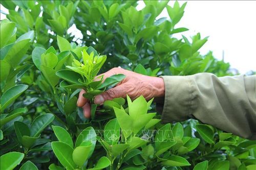 Mưa lớn kéo dài khiến quất bị thiệt hại, nhiều vườn sẽ không kịp chín dịp Tết