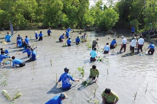 Cà Mau: Chương trình 'Hành động vì một Việt Nam xanh' trồng thêm 120.000 cây xanh