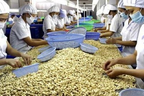 Việt Nam thu về 2,55 tỷ USD từ xuất khẩu hạt điều nhân, tăng 25,2%