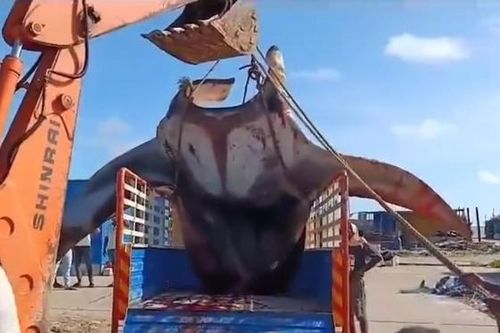 Ngư dân bắt được con cá đuối khổng lồ nặng 1500kg trên biển
