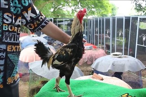 Clip: Cận cảnh chú gà trống có 3 chân khiến người dân kinh ngạc