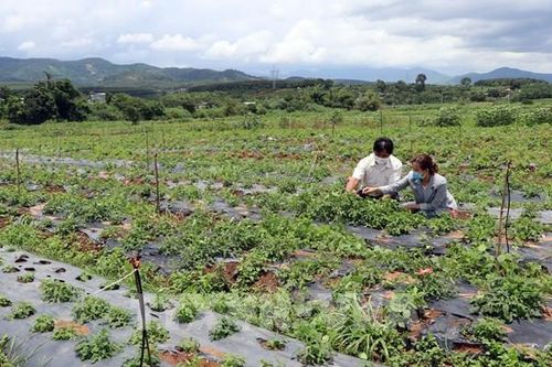 Kiến nghị tháo điểm 'nghẽn' giao thông cho vùng dược liệu tập trung