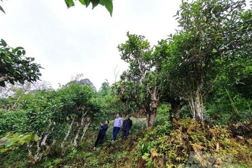 Hà Giang: Xây dựng chuỗi giá trị cho các sản phẩm nông sản địa phương