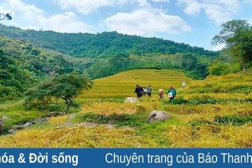 Người đưa lúa nếp Cay Nọi trở thành sản phẩm OCOP đầu tiên của Mường Lát