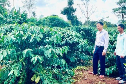 Ia Grai tích cực hỗ trợ người dân tái canh cà phê