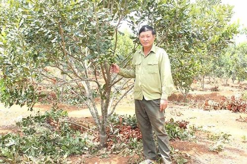 Nông dân Đak Đoa áp dụng kỹ thuật vào sản xuất