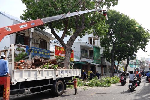 Cắt tỉa cây xanh trước mùa mưa bão