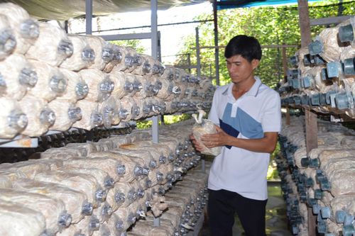 Khởi nghiệp từ nấm bào ngư