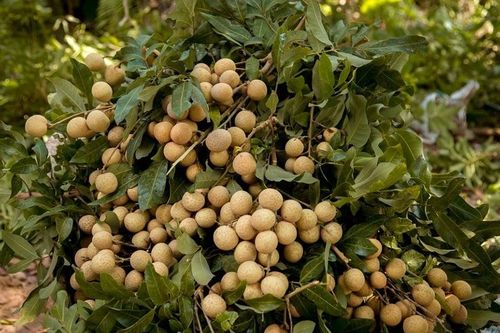 Phân bón Văn Điển vững chân trên vùng đất nhãn Hưng Yên