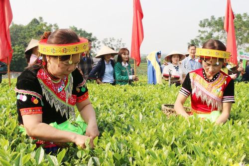 Tìm 'chìa khóa mở cửa làm giàu' cho nông dân, HTX ở xứ sở chè