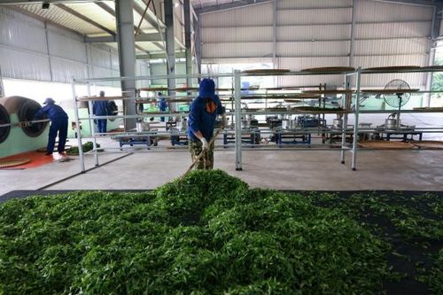 Từ đồi chè Thái Nguyên đến sản phẩm Trà Xanh Không Độ: Chuỗi chế biến giúp tăng giá trị cây chè